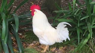 White Leghorn Rooster Crowing In The Morning !