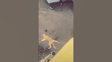 Cat Fall from bridge hit wire
