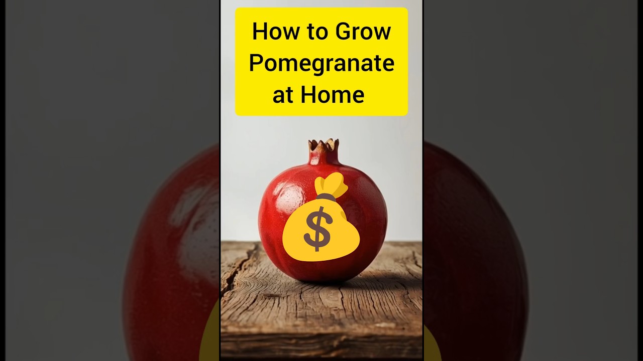 How to grow Pomegranates at Home 
