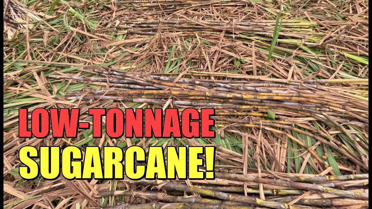 NADAOT ANG TUBO? From 108 TONS to 70 TONS! WHY?