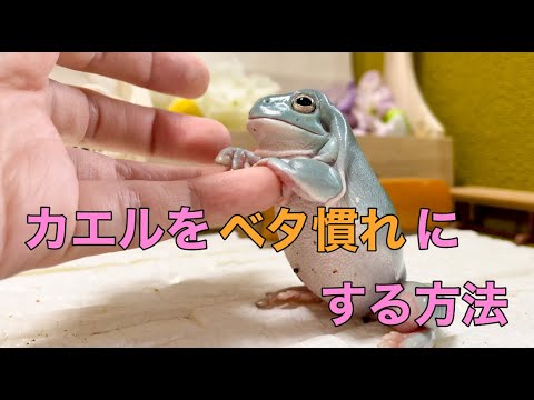 カエルをベタ慣れにする方法