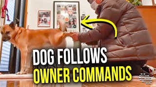 Dog Follows Owner Commands as He Cleans All of Its Legs Then Puts on Its Collar