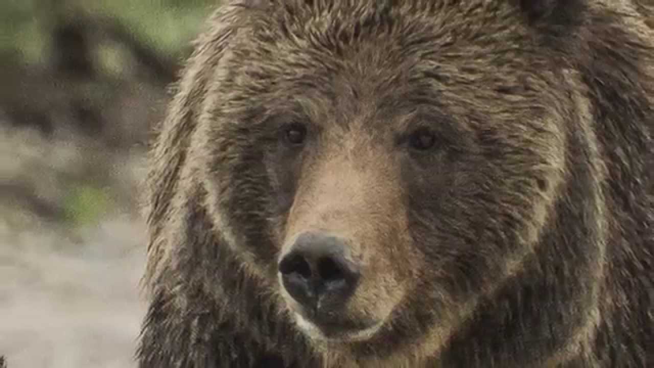 images of nature beauty hd Grizzlies of Pilgrim Creek (Book Trailer)