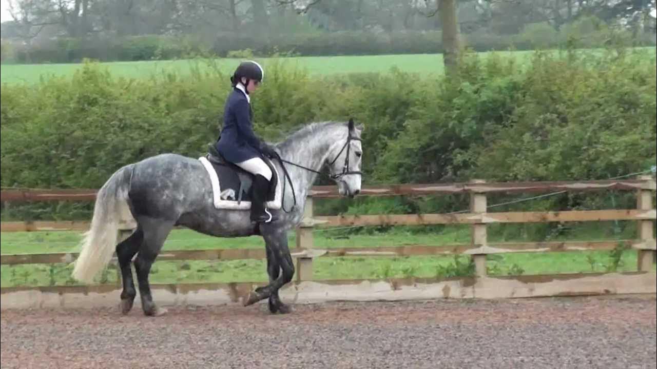 British Dressage Introductory B YouTube