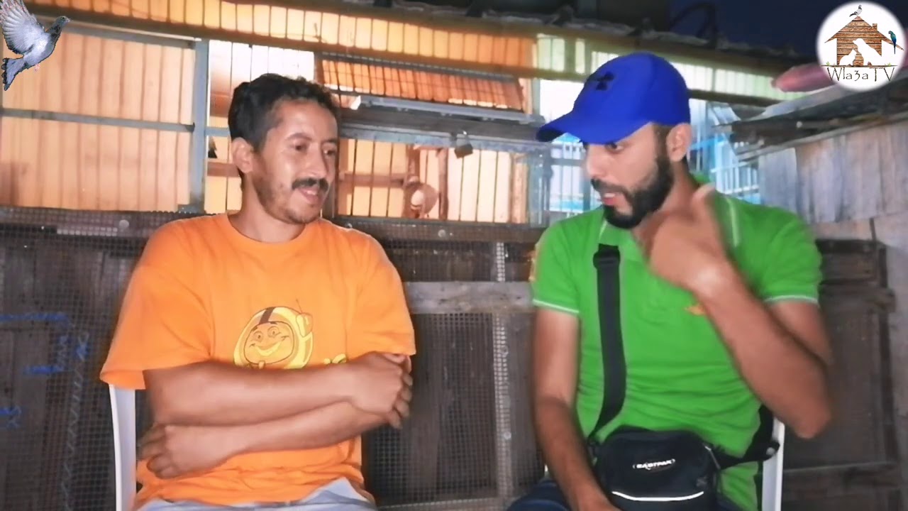 مادا تعرف عن المسافات الطويلة🤔🤔 للقلوب القوية💪 حصريا الحمام الزاجل للمسافات الطويلة 👍 دخل