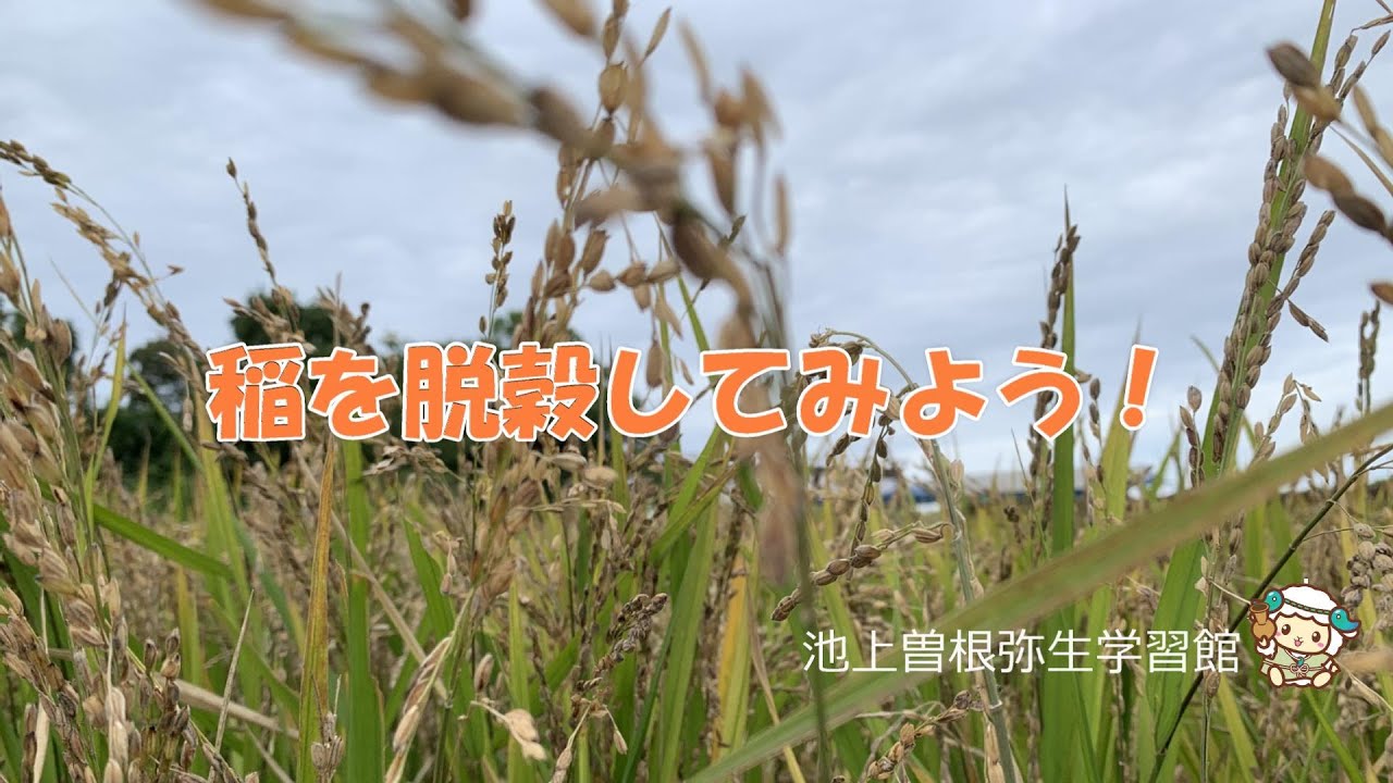 おうち田んぼ 稲を脱穀をしてみよう Youtube