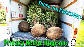 BIG New Plants! | Whether or Not to Remove Burlap | Shopping at Lowes | Saturday Vlog