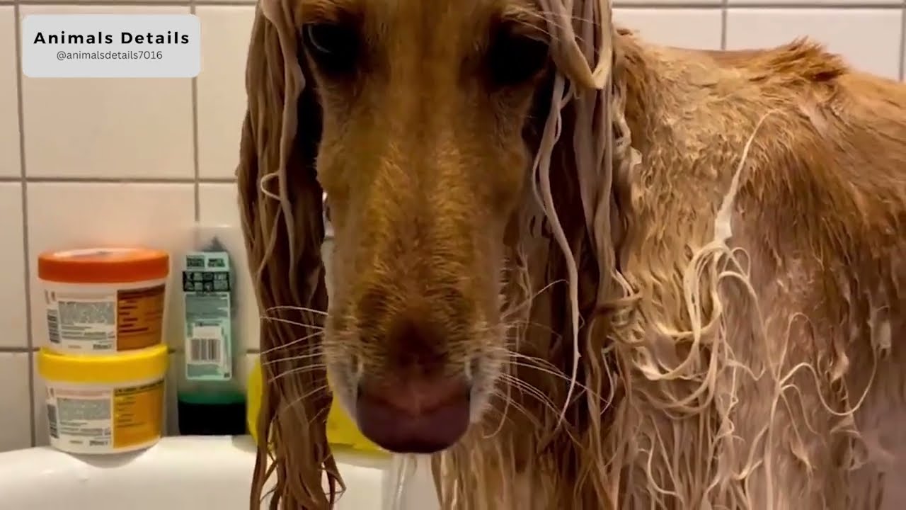 Afghan Hound Dog Information and Personality Traits