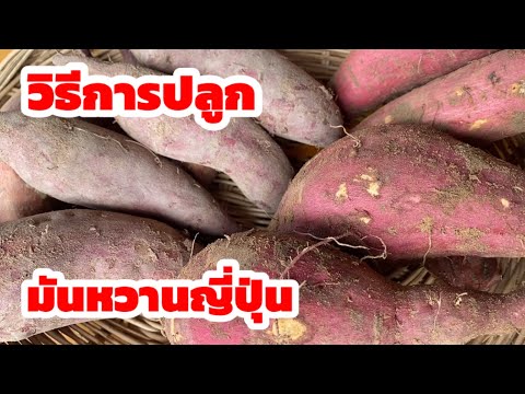 วีดีโอ: มันฝรั่งหวานดำ: วิธีควบคุมการเน่าดำบนพืชมันเทศ