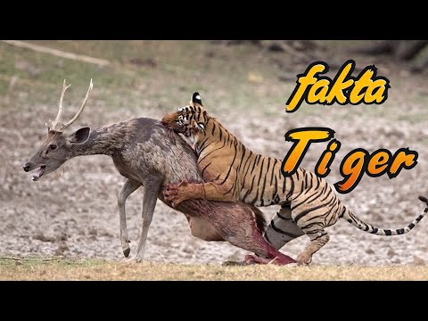 Video: Hur Man Heter En Tigerunge