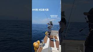 #강릉 #사천항 #도로시호 #꽝지로 #락피쉬 #선상낚시 #fishing