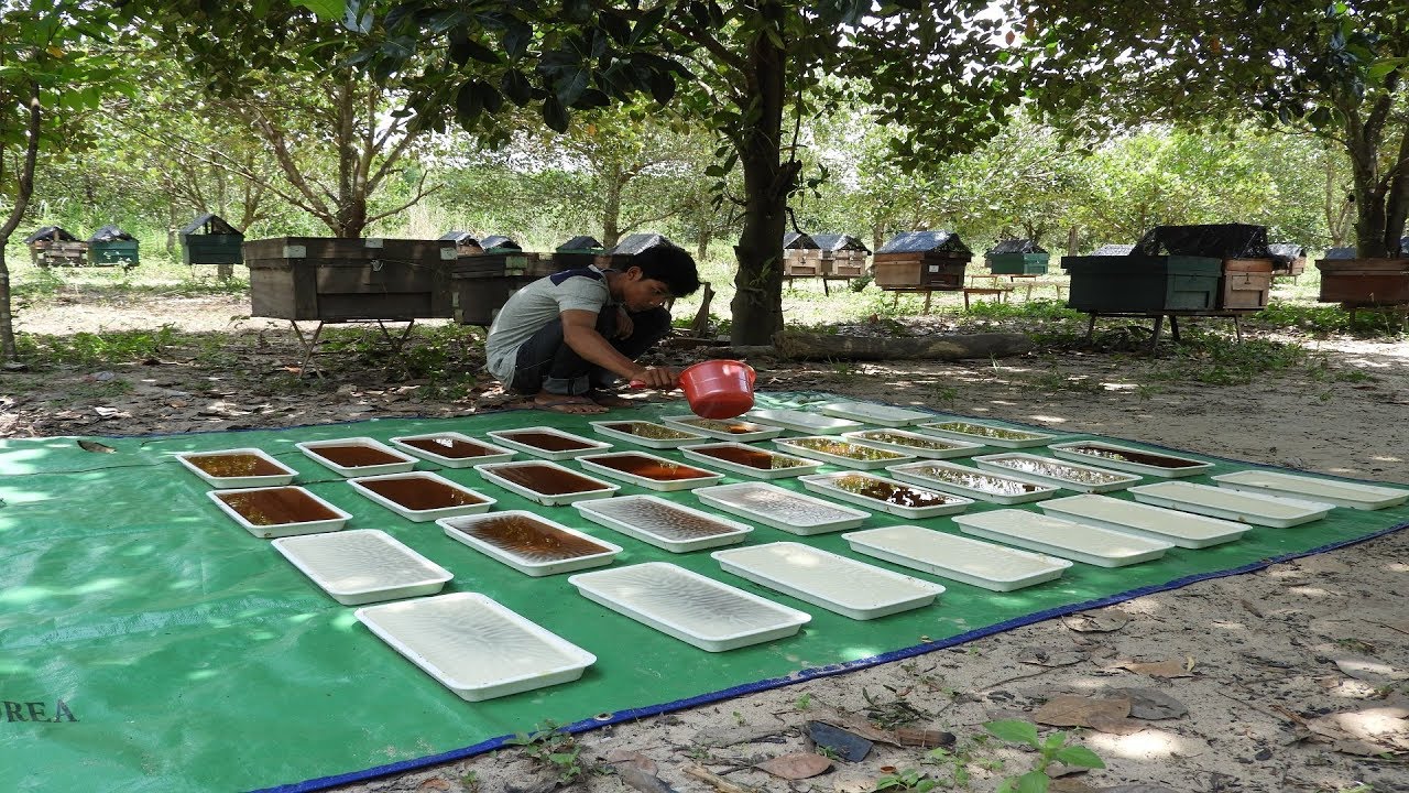 Beeswax ready for sell Natural beeswax Final processing of beeswax YouTube