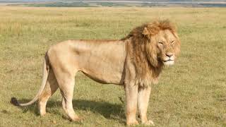 Exclusive Safari in the Masai Mara National Reserve 2024 experiencing the biggest lions.