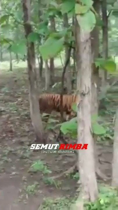 Viral... Penampakan Harimau Di Hutan Jati