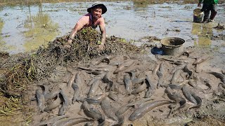 Best Fishing Under Mud in Dry Season - Really Catching Snakehead Fish in Rural Village