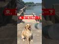 狗狗下水捡瓶水#狗狗 #狗狗日常