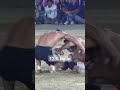 Best stop kulveer jatana kabaddi123 tha kulveerjatana beststop