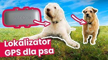 Lokalizator dla psa BEZ ABONAMENTU. notiOne GPS pet