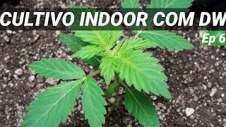 20 dias de vegetação CANNABIS - CUPOM10%OFF GROW POWER CULTIVO INDOOR KIT ESTUFA MACONHA KIT ESTUFA