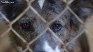 Humane Society helps adopt out dogs from Louisiana flooding