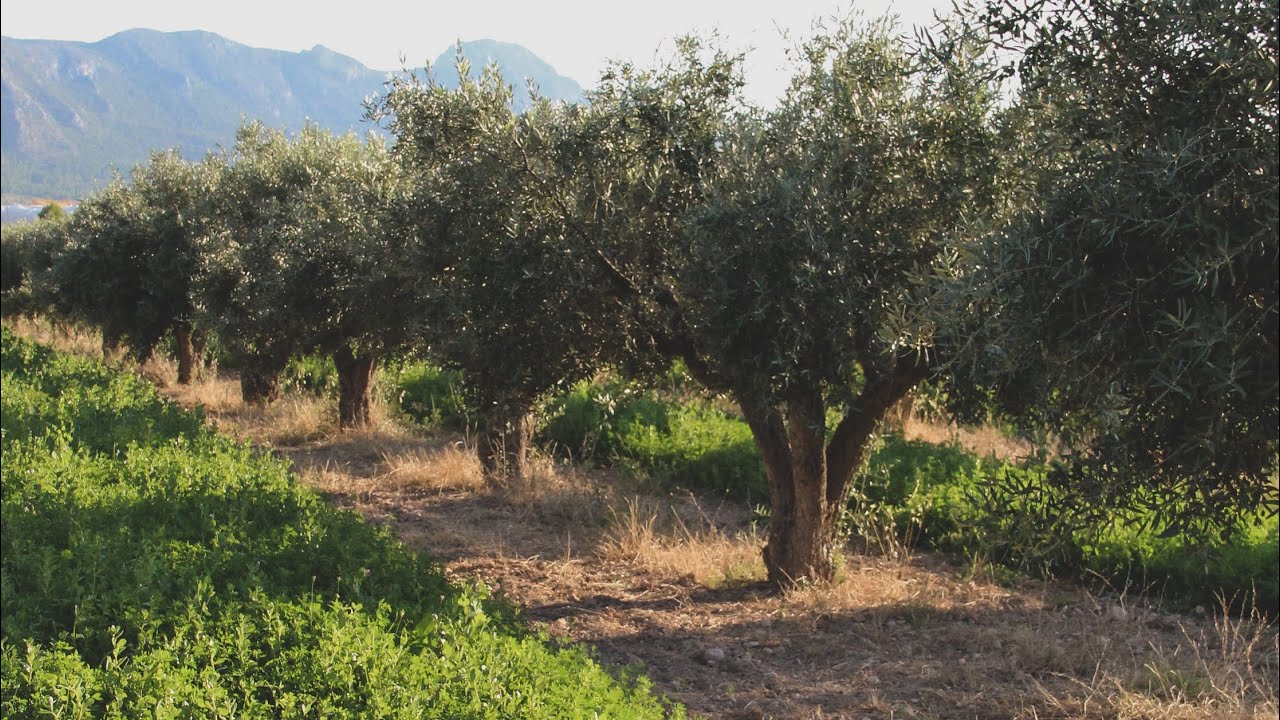 Cubierta Herbácea y Triturado de Restos de Poda en el Olivar Ecológico - Marzo 2021