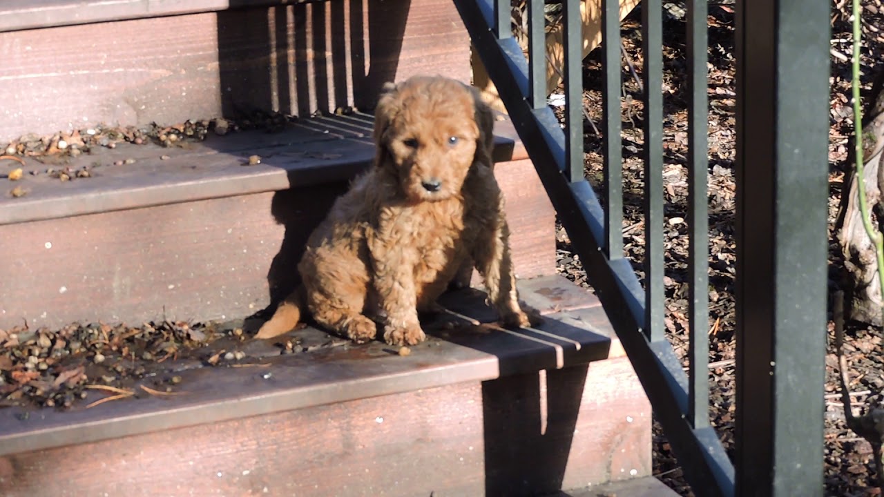 Blue collar boy and stairs YouTube