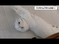 羽根のオモチャをいたぶるスコちゃんズ【スコティッシュフォールド】