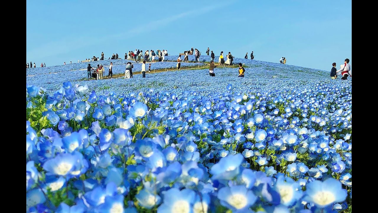 Nemophila Harmony 2019 ネモフィラ ハーモニー2019 - Hitachi Seaside