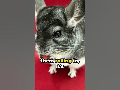 Chinchillas: Unbelievable Thickest Fur of Any Animal and Jump Ability