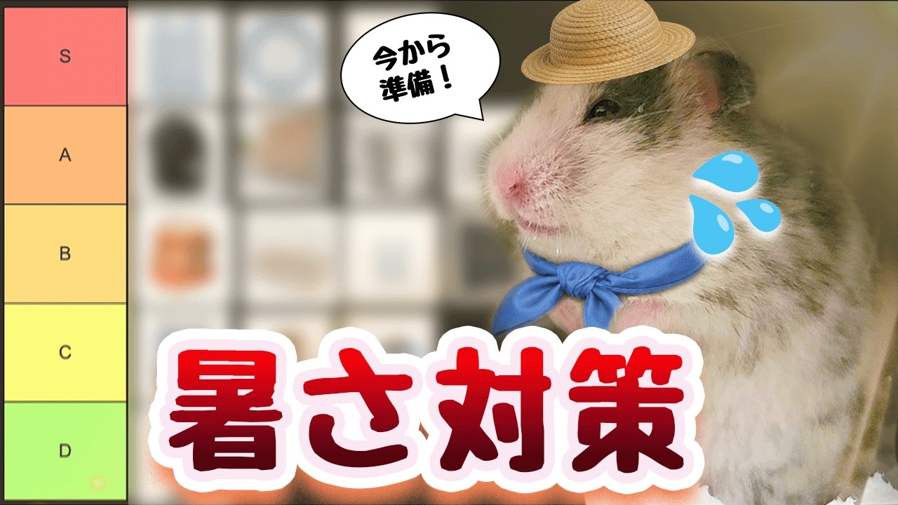 ハムスター暑さ対策グッズTier表｜本当に効くもの・危ないもの - YouTube