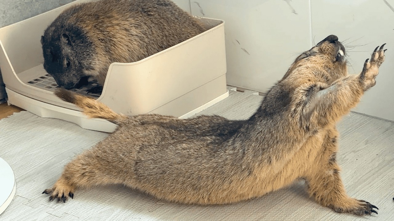 Суслики воруют друг у друга