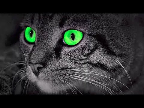 Video: Was katten bewakers onderwereld?