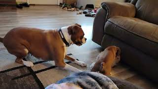 Boxer puppy Showing his girlfriend who's boss.