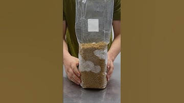 How to Make Mushroom Spawn Bags #mushroomgrowing