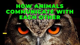 How Animals Communicate With Each Other