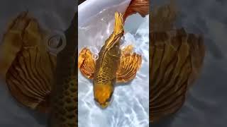 Golden Butterfly Koi #fish   #nature