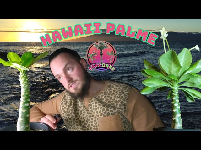 Bens Oase - Hawaii Palme ,,Tipps & Tricks" (brighamia insignis)
