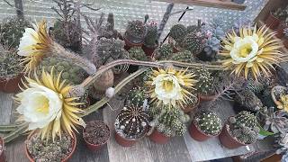 LIVE CACTUS CAM 🌵 The Greenhouse Observatory