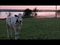 Lehmät juoksee auringonlaskuun