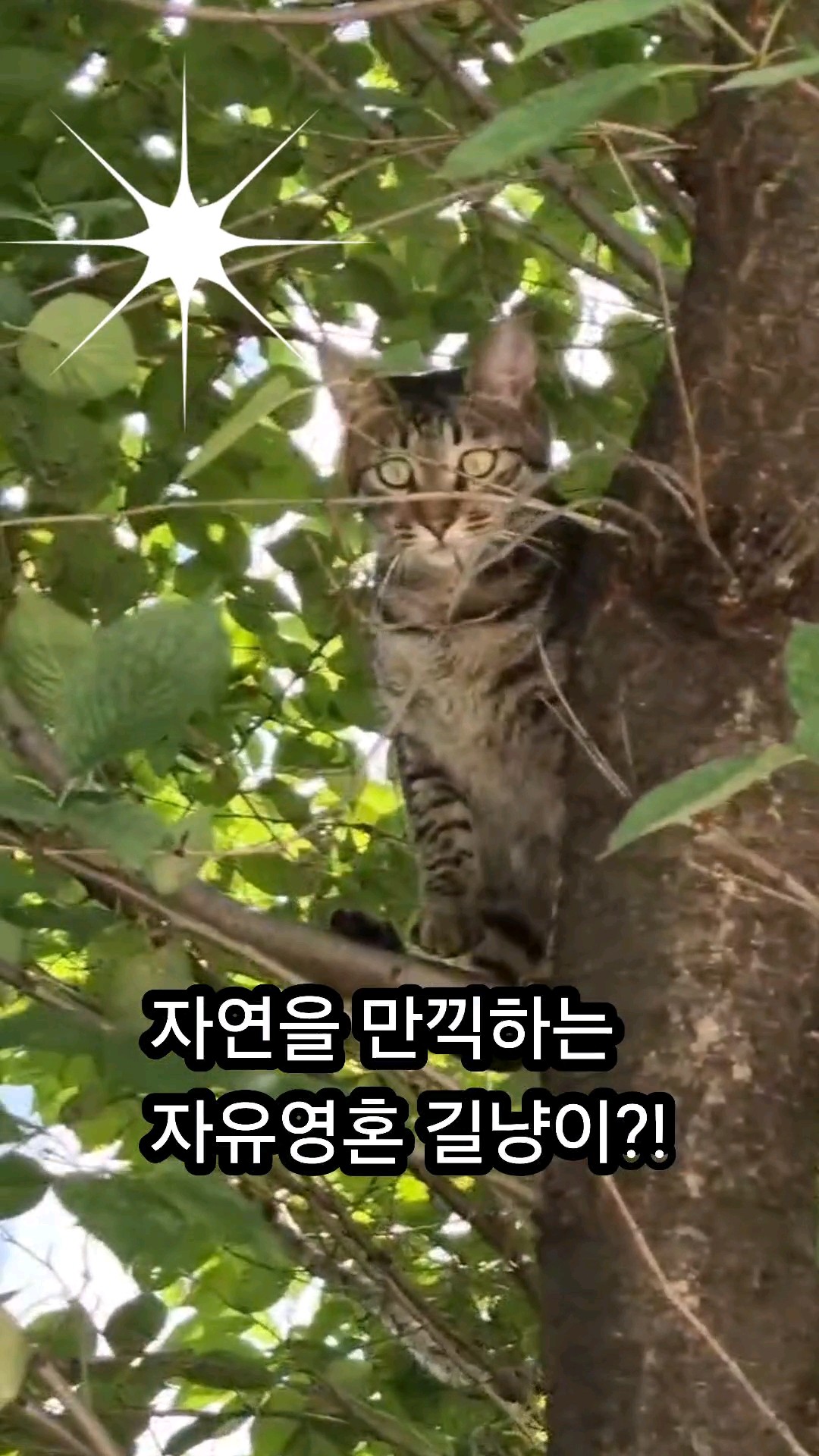 자연을 만끽하는 자유영혼 길냥이?! #lovelycats #cutecat #길냥이 - YouTube