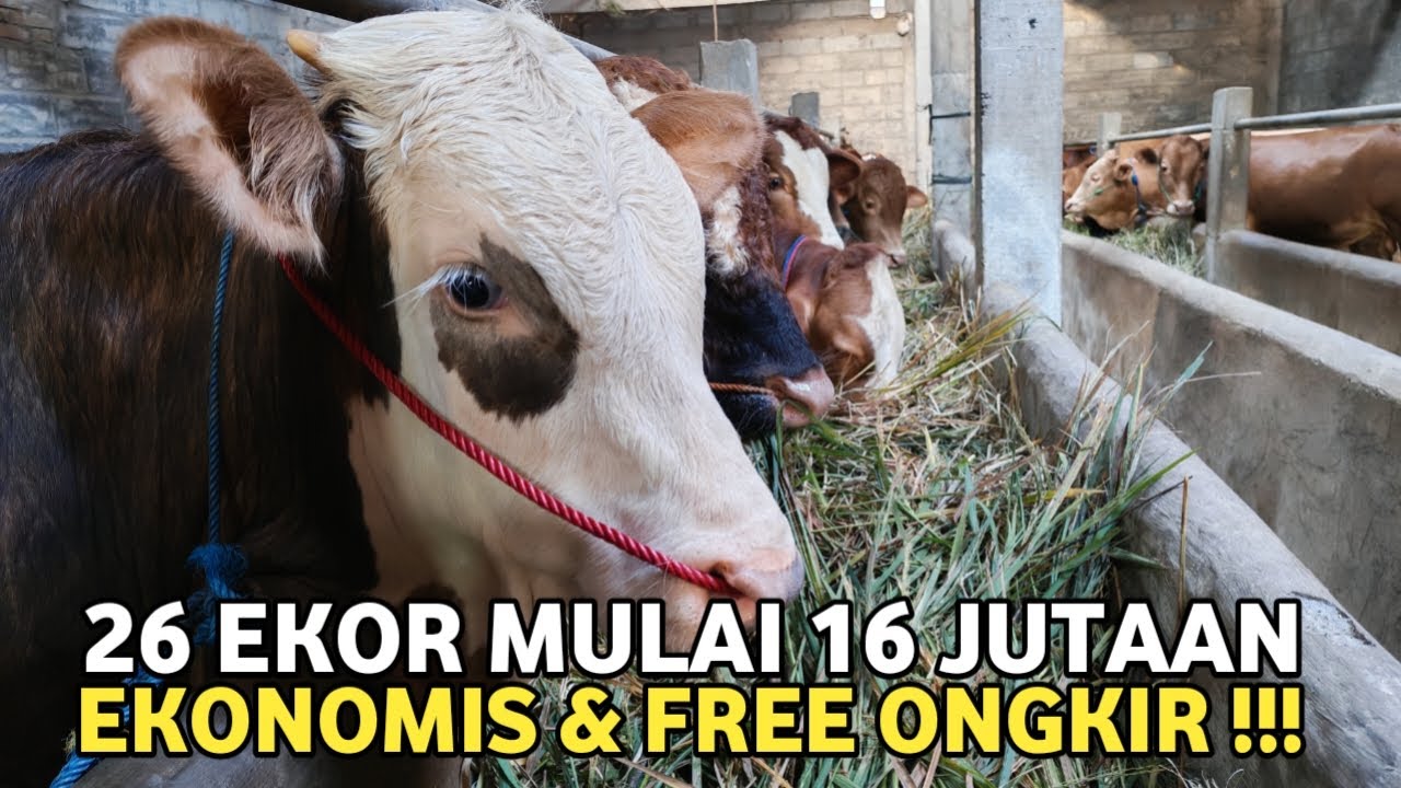 Sapi Price HARGA BERSAHABAT‼️CEK HARGA SAPI JANTAN TERBARU - YouTube