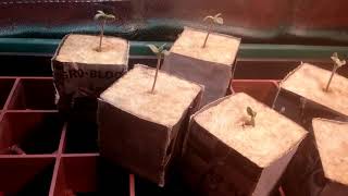Seedlings
