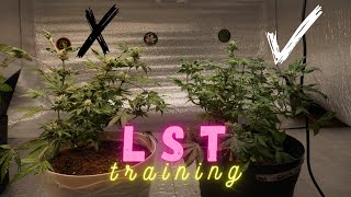LST TRAINING TO AUTOFLOWER CANNABIS PLANT (WRONG VS CORRECT) SHOWING EFFECTS