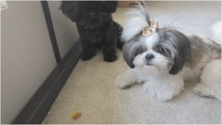 EASY HOMEMADE DOG TREATS | My Shih Tzus Enjoyed The Treats by Zoey The Happy Face 258 views 1 month ago 3 minutes, 15 seconds