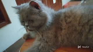 Download Lagu ONE DAY WITH JOEY! Tidur Makan Tidur Makan MP3