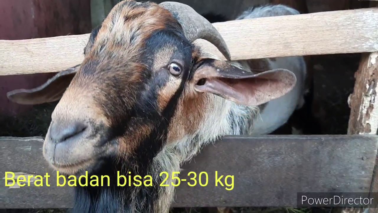 Unboxing Kambing Kacang 