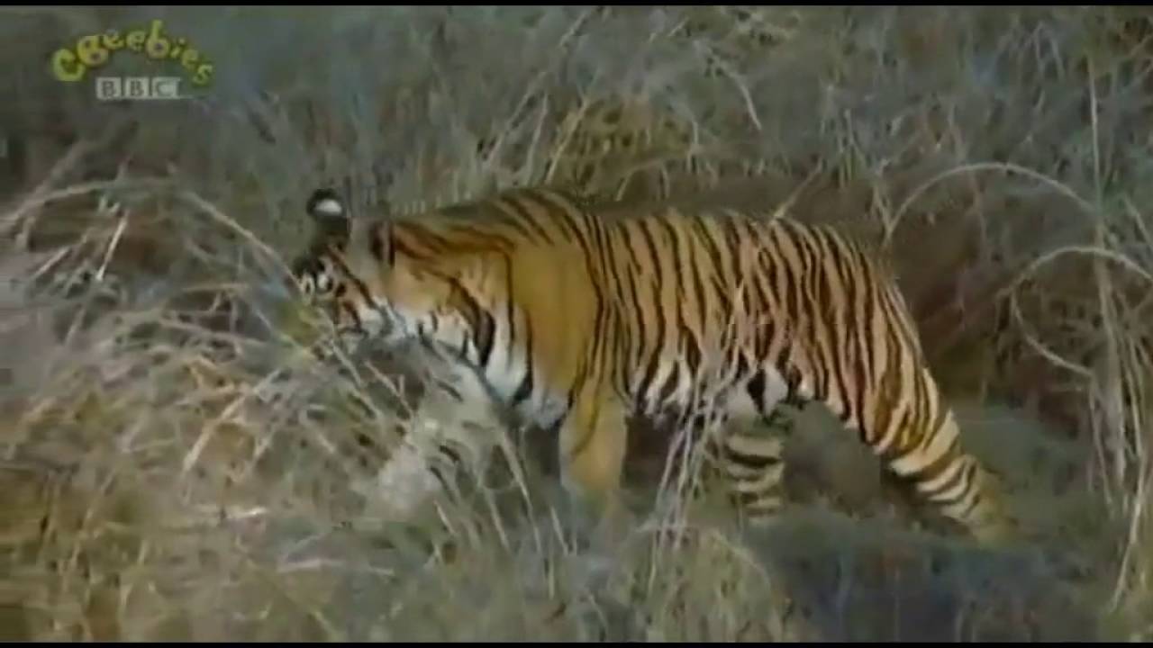 TIKABILLA Picnic And Patterns Part 3 in 3