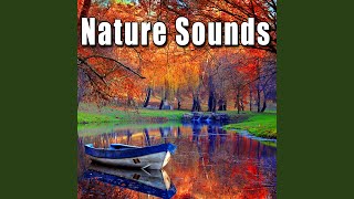Daytime Jungle Ambience with Heavy Birds & Insects