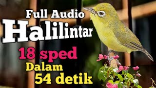 FULL 1 JAM AUDIO ASLI HALILINTAR | SPED TERBAIK KECIAL KUNING JUARA | GACOR NGEJOS LEBIH JERNIH