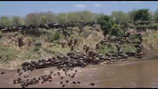 Absolute Chaos/ The Masai Mara Migration Kenya Absolute Chaos/ The Masai Mara Migration Kenya